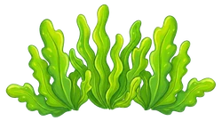 Seaweed